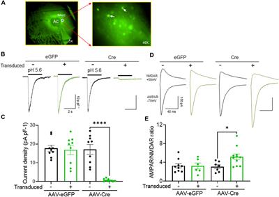 Effects of acid-sensing ion channel-1A (ASIC1A) on cocaine-induced synaptic adaptations